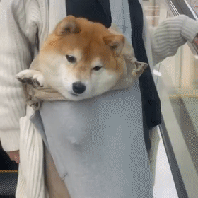 no one can beat the new yorker when it comes to dog bags