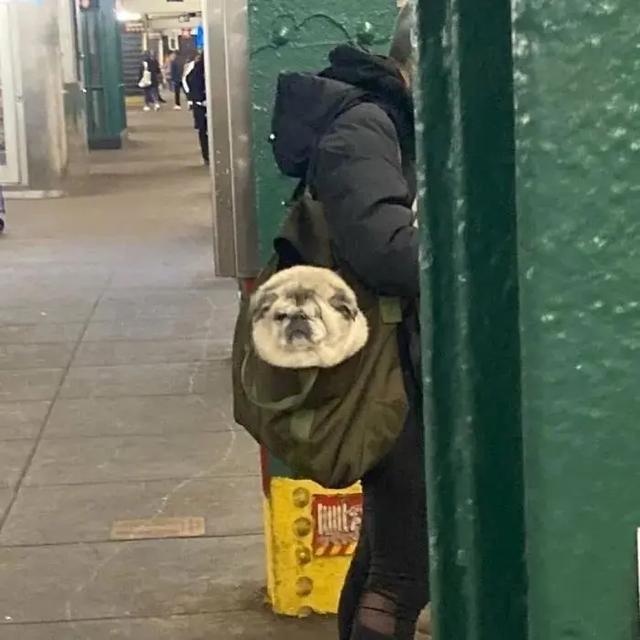 no one can beat the new yorker when it comes to dog bags