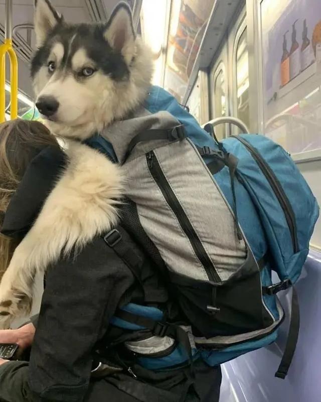 no one can beat the new yorker when it comes to dog bags
