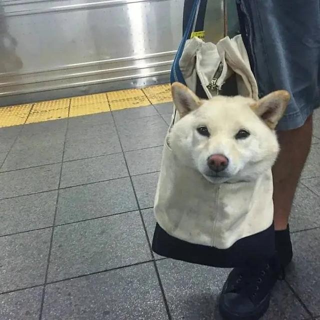 no one can beat the new yorker when it comes to dog bags