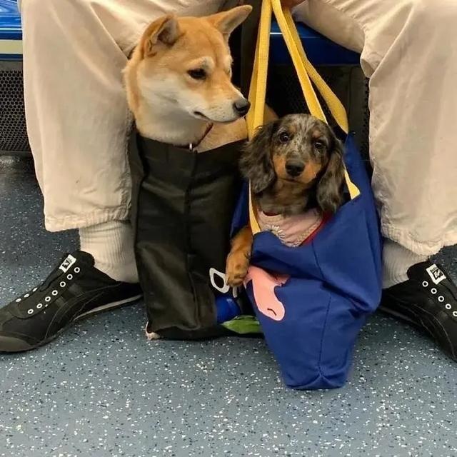 no one can beat the new yorker when it comes to dog bags