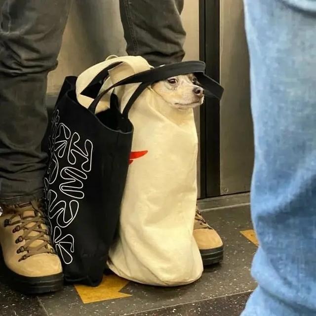 no one can beat the new yorker when it comes to dog bags