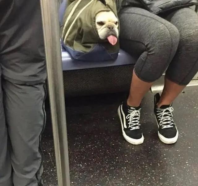 no one can beat the new yorker when it comes to dog bags