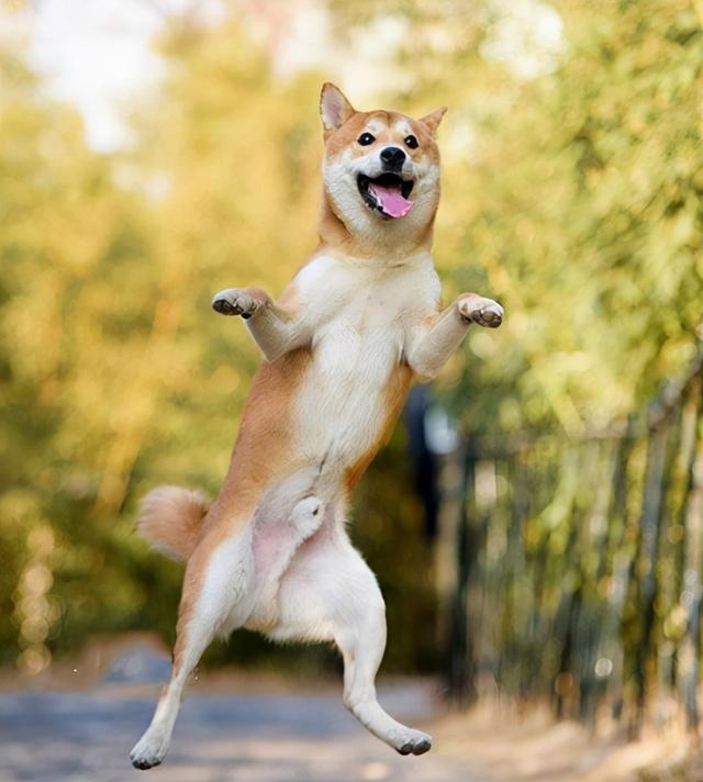 dog world "the fattest" and "most encouraging" of the several dogs, you choose the right?