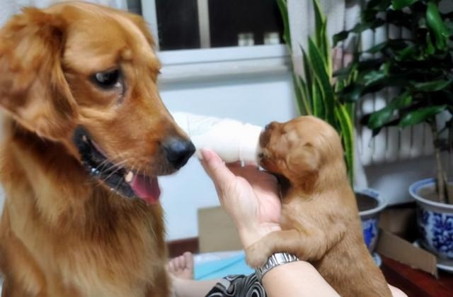 what is the purpose of a mother dog carrying a cub to find its owner?