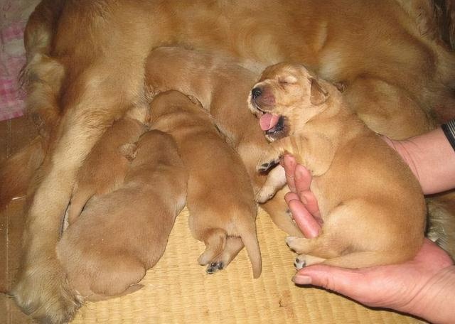what is the purpose of a mother dog carrying a cub to find its owner?
