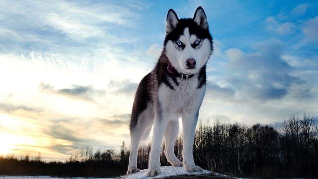dog world "the fattest" and "most encouraging" of the several dogs, you choose the right?