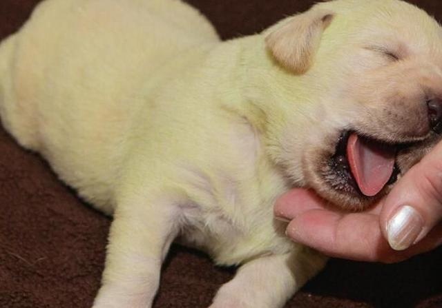 what is the purpose of a mother dog carrying a cub to find its owner?
