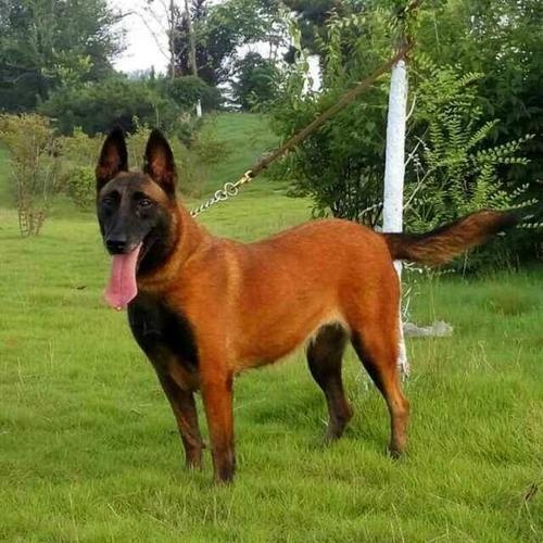 dog world "the fattest" and "most encouraging" of the several dogs, you choose the right?