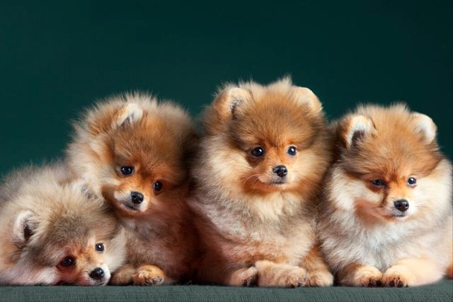 what is the purpose of a mother dog carrying a cub to find its owner?