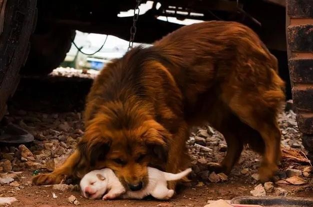 what is the purpose of a mother dog carrying a cub to find its owner?