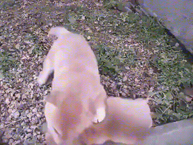 dog world "the fattest" and "most encouraging" of the several dogs, you choose the right?