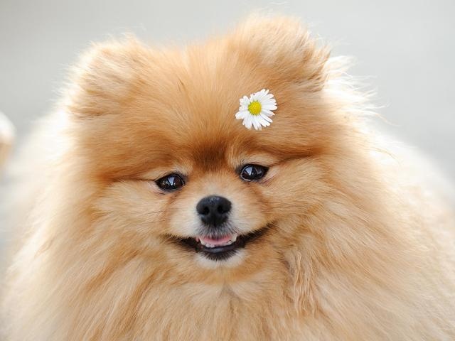 dog world "the fattest" and "most encouraging" of the several dogs, you choose the right?