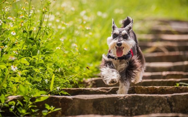 dog world "the fattest" and "most encouraging" of the several dogs, you choose the right?