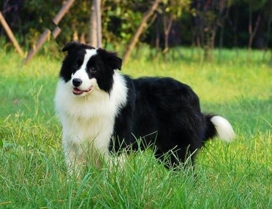 dog world "the fattest" and "most encouraging" of the several dogs, you choose the right?