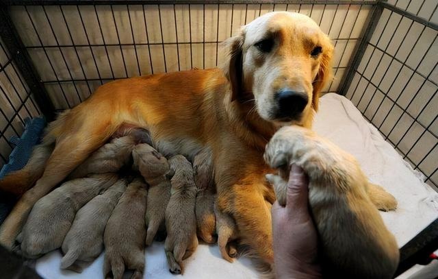 what is the purpose of a mother dog carrying a cub to find its owner?