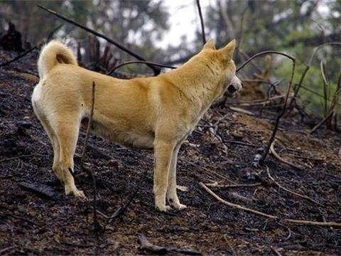 dog world "the fattest" and "most encouraging" of the several dogs, you choose the right?