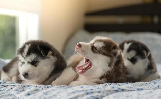 what is the purpose of a mother dog carrying a cub to find its owner?
