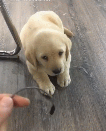 the difference between raising golden retrievers and raising labrador, after reading it, you will know how to choose