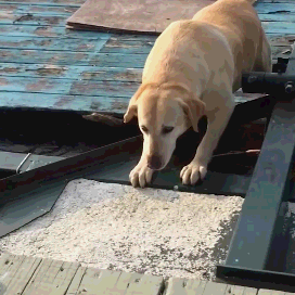 the difference between raising golden retrievers and raising labrador, after reading it, you will know how to choose