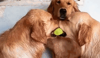 the difference between raising golden retrievers and raising labrador, after reading it, you will know how to choose