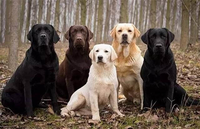 the difference between raising golden retrievers and raising labrador, after reading it, you will know how to choose