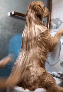 the difference between raising golden retrievers and raising labrador, after reading it, you will know how to choose