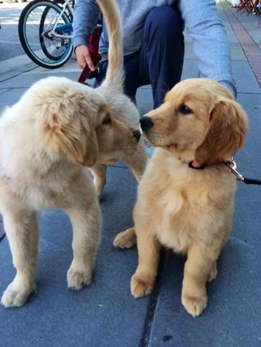 the difference between raising golden retrievers and raising labrador, after reading it, you will know how to choose