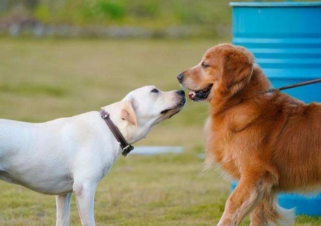 the difference between raising golden retrievers and raising labrador, after reading it, you will know how to choose