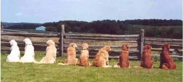 the difference between raising golden retrievers and raising labrador, after reading it, you will know how to choose