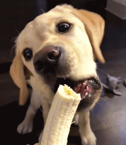 the difference between raising golden retrievers and raising labrador, after reading it, you will know how to choose