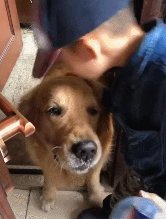 the difference between raising golden retrievers and raising labrador, after reading it, you will know how to choose