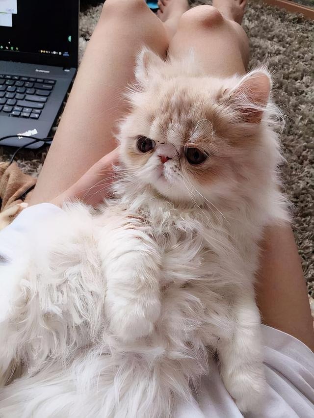 为什么越来越多人养“波斯猫”?网友:养了之后就不想换猫了