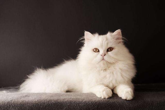 为什么越来越多人养“波斯猫”?网友:养了之后就不想换猫了