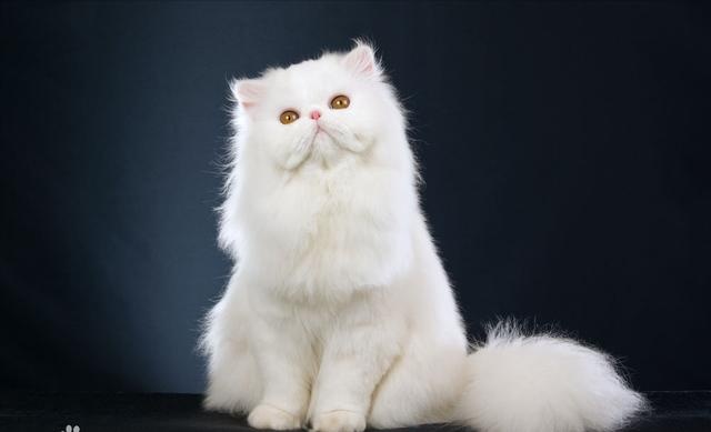 为什么越来越多人养“波斯猫”?网友:养了之后就不想换猫了