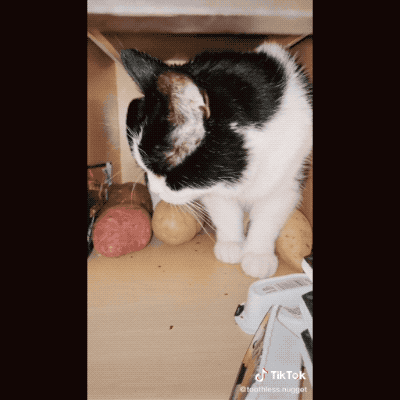 猫咪不爱玩具，偏喜欢在储物柜里抱着土豆睡觉，背后原因让人泪目