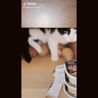 猫咪不爱玩具,偏喜欢在储物柜里抱着土豆睡觉,背后原因让人泪目