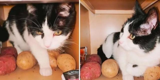 猫咪不爱玩具,偏喜欢在储物柜里抱着土豆睡觉,背后原因让人泪目