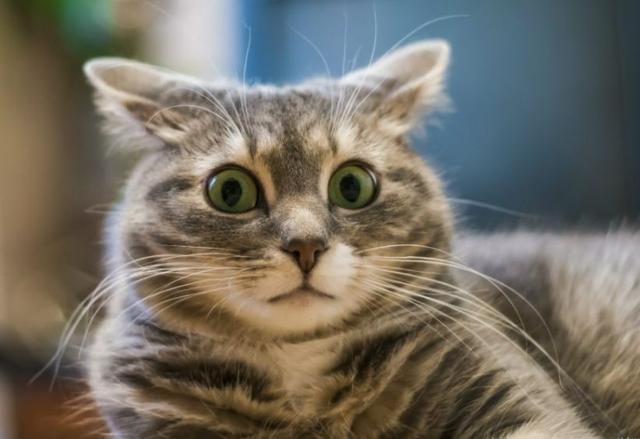 猫咪害怕这6件事,很多宠主不知道