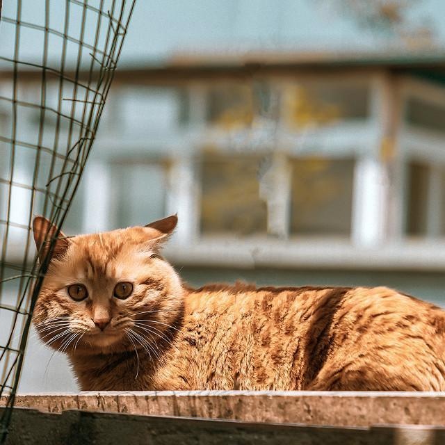 猫咪害怕这6件事,很多宠主不知道