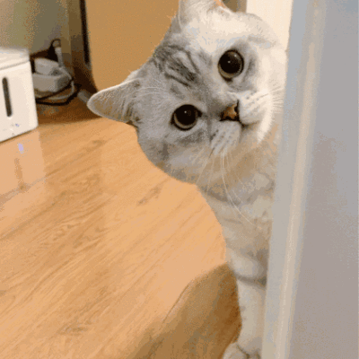 猫咪害怕这6件事,很多宠主不知道