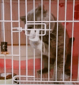 猫咪害怕这6件事,很多宠主不知道