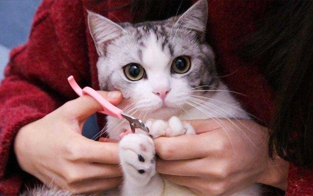 猫咪害怕这6件事,很多宠主不知道