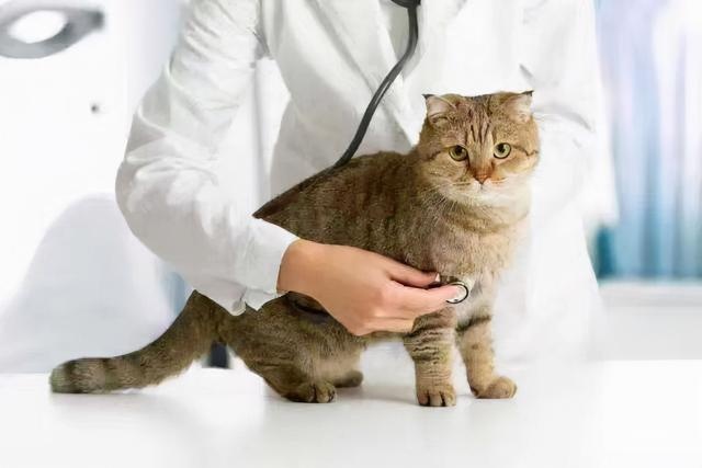 猫咪害怕这6件事,很多宠主不知道