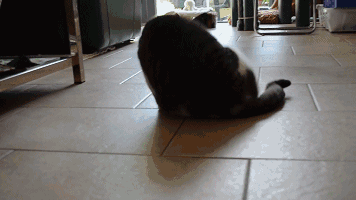 我家猫咪脑子好像有问题!宁愿睡地板,也不睡猫窝?