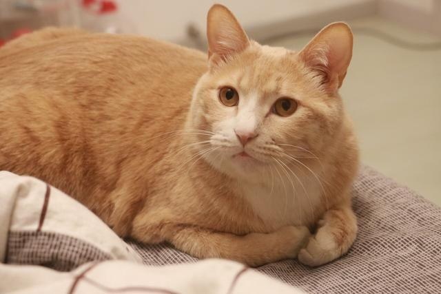 我家猫咪脑子好像有问题!宁愿睡地板,也不睡猫窝?