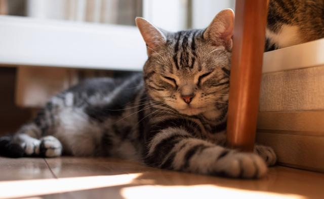 我家猫咪脑子好像有问题!宁愿睡地板,也不睡猫窝?