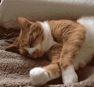 我家猫咪脑子好像有问题!宁愿睡地板,也不睡猫窝?