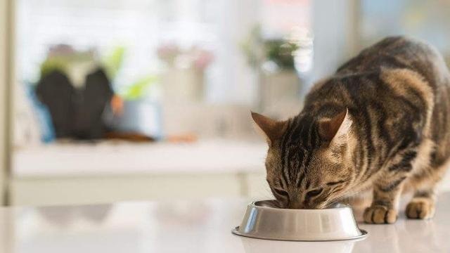 我家猫咪脑子好像有问题!宁愿睡地板,也不睡猫窝?