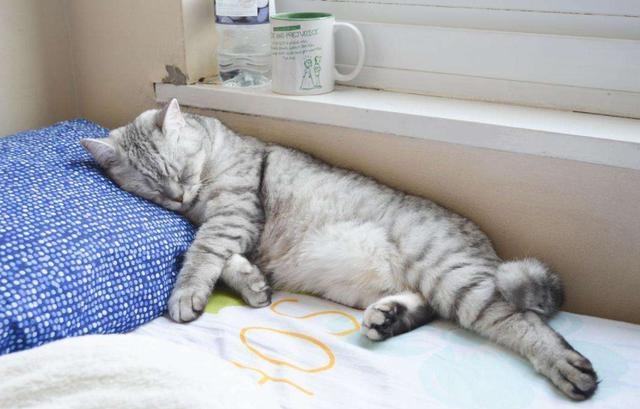 我家猫咪脑子好像有问题!宁愿睡地板,也不睡猫窝?
